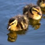 ducklings-3466950_1280