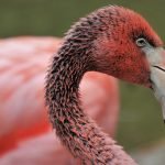 flamingos-4906958_1280