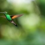 hummingbird-2139278_1280