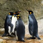 king-penguins-384252_1280