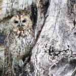 owl-1576572_1280