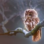 owl-1834152_1280