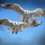 seagulls-654046_1280