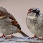 sparrows-2763553_1280