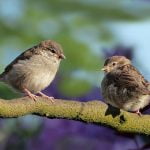 sparrows-3434123_1280