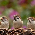 sparrows-797995_1280